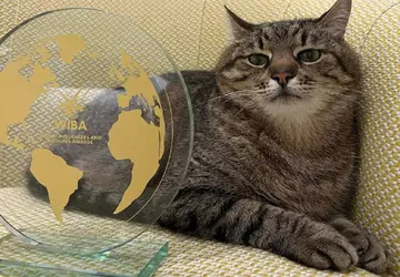 Charkowski kot Stepan otrzymał międzynarodową nagrodę ...