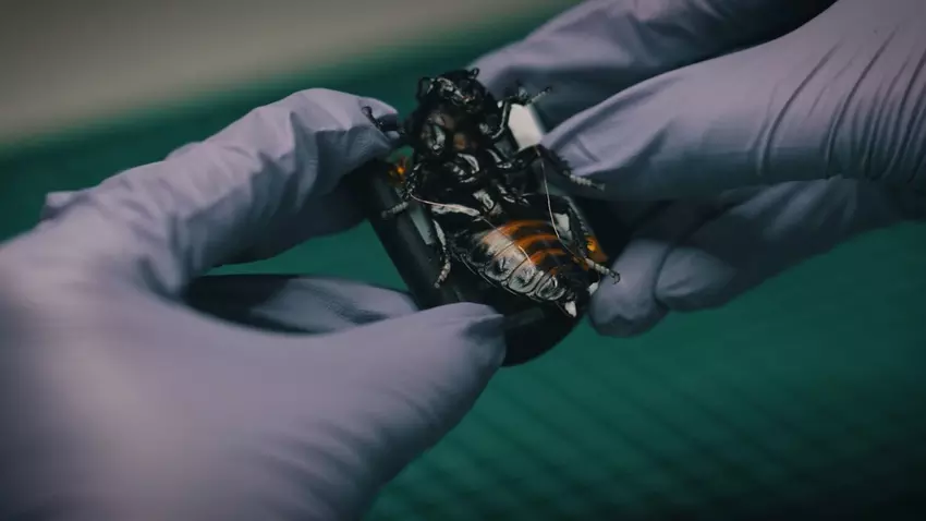 Bio-elektroniczne roje owadów z niemieckiego startupu SWARM Biotactics