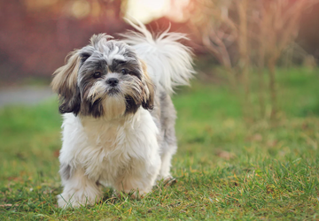 Mem kryptowalutowy Shih Tzu wzrósł o ...