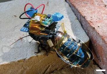 Naukowcy zamienili karalucha z Madagaskaru w ...