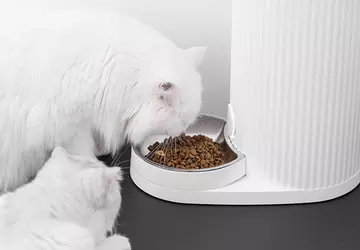 Xiaomi i kotki: firma ogłosiła inteligentny ...