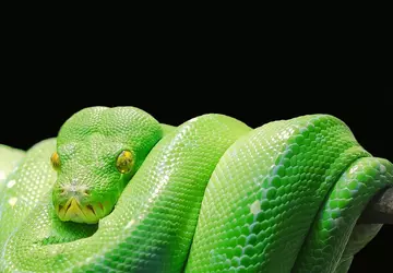 Łuskowata natura skóry węża będzie stanowić ...