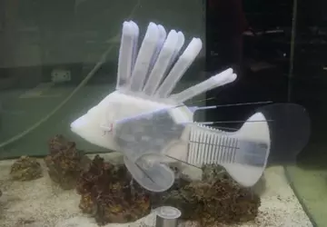 Naukowcy stworzyli robota rybę ze sztuczną ...