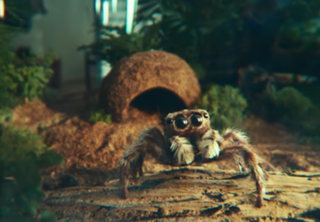 Pająk zakochał się w Galaxy S22 ...