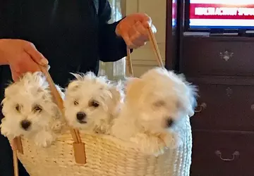 Barbra Streisand sklonować ich ukochanego psa. ...