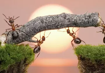 Poczuj się jak owad: zaprezentowano zwiastun ...