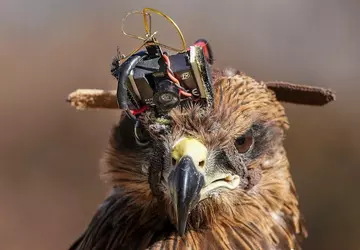 Indyjscy żołnierze wyposażają latawce w kamery ...