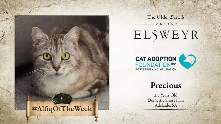 Bethesda pomóże australijskim Khajiici  znaleźć nowy dom