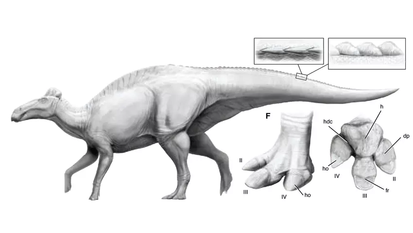 Sensacja w paleontologii: po raz pierwszy odkryto dinozaura z kopytami