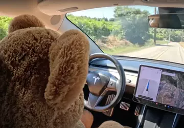 System bezpieczeństwa Tesli pozwolił misiowi na ...