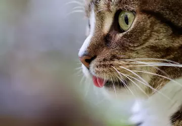 Kocie oko pomogło koreańskim naukowcom stworzyć ...