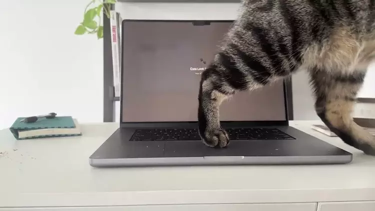Koty nie zamkną Ci programu! Nowa ...