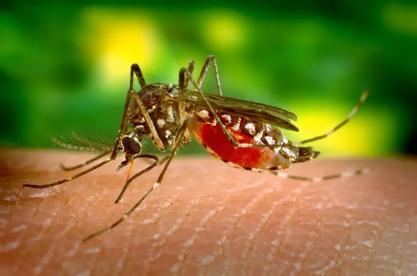 Wirus Zika może być bronią przeciwko rakowi mózgu