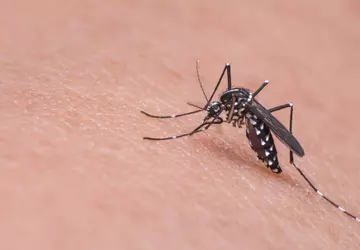 10 gadżetów do zwalczania komarów: jak ...