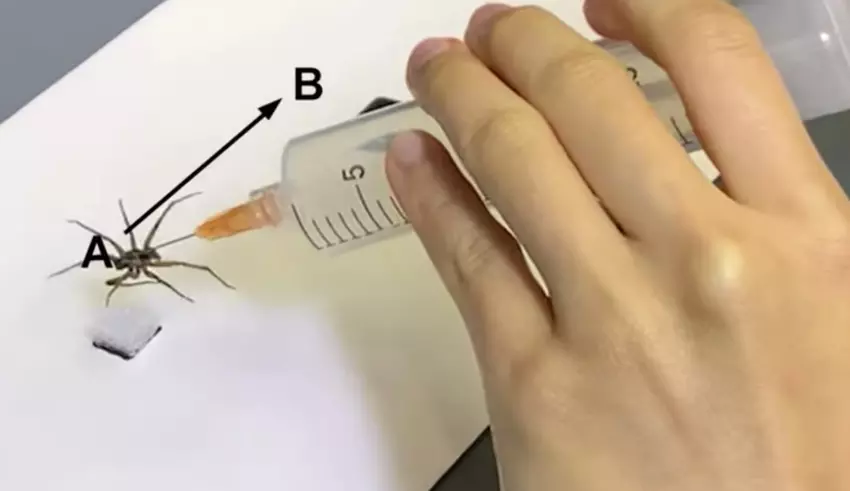 Naukowcy stworzyli z martwych pająków maleńkie roboty chwytające