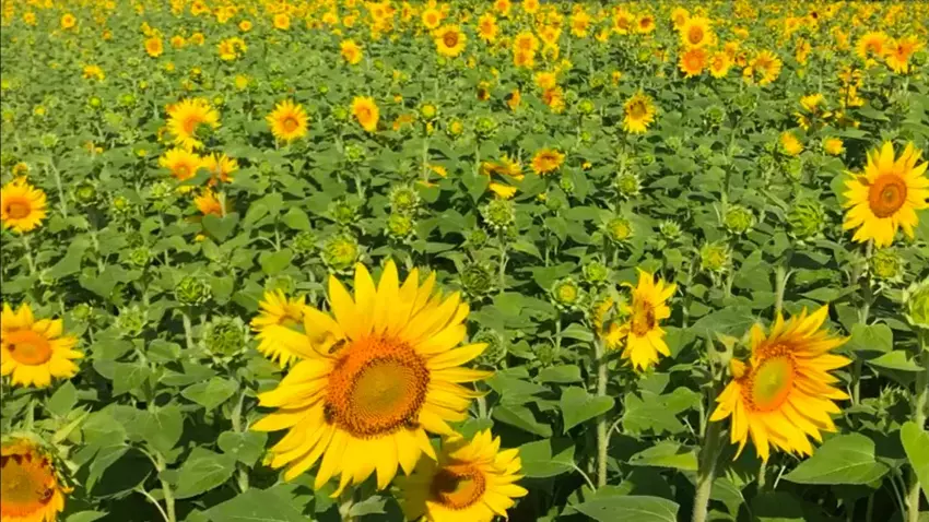 Film pokazuje, jak rośliny "oddychają" z bliska