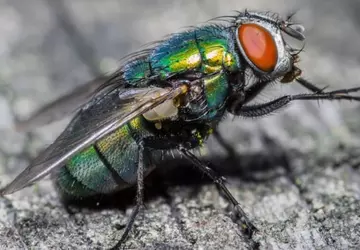 Naukowcy zhakowali mózgi much, aby były ...