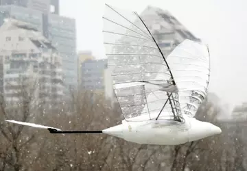 Chiński ptak z drona ustanawia rekord ...