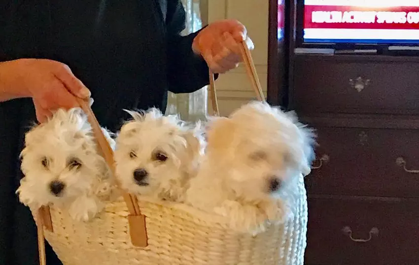 Barbra klony-dogs-pets.jpg