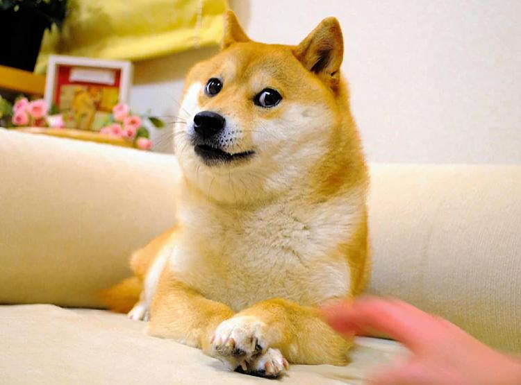 Pies Kabosu z mema Doge zmarł ...
