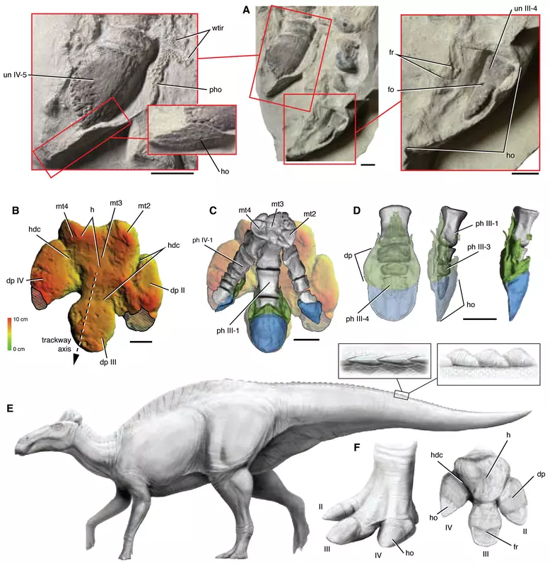Илюстрація Edmontosaurus annectens
