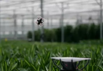 Holenderscy inżynierowie chcą tępić owady w ...