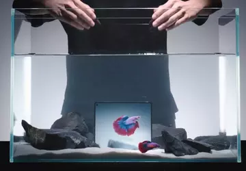 Vivo X Fold 5 można zanurzać ...