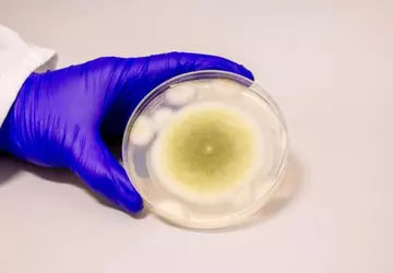 Grzyb, który oskarżano o tajemnicze zgony ...