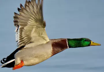Nie tym razem: renomowani insiderzy obalają ...