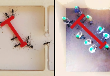 Mrówki kontra ludzie: eksperyment pokazuje, kto ...