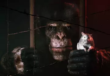 Inteligentna małpa, szczur do towarzystwa i ...